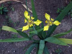 Neomarica longifolia (Link & Otto) Sprague