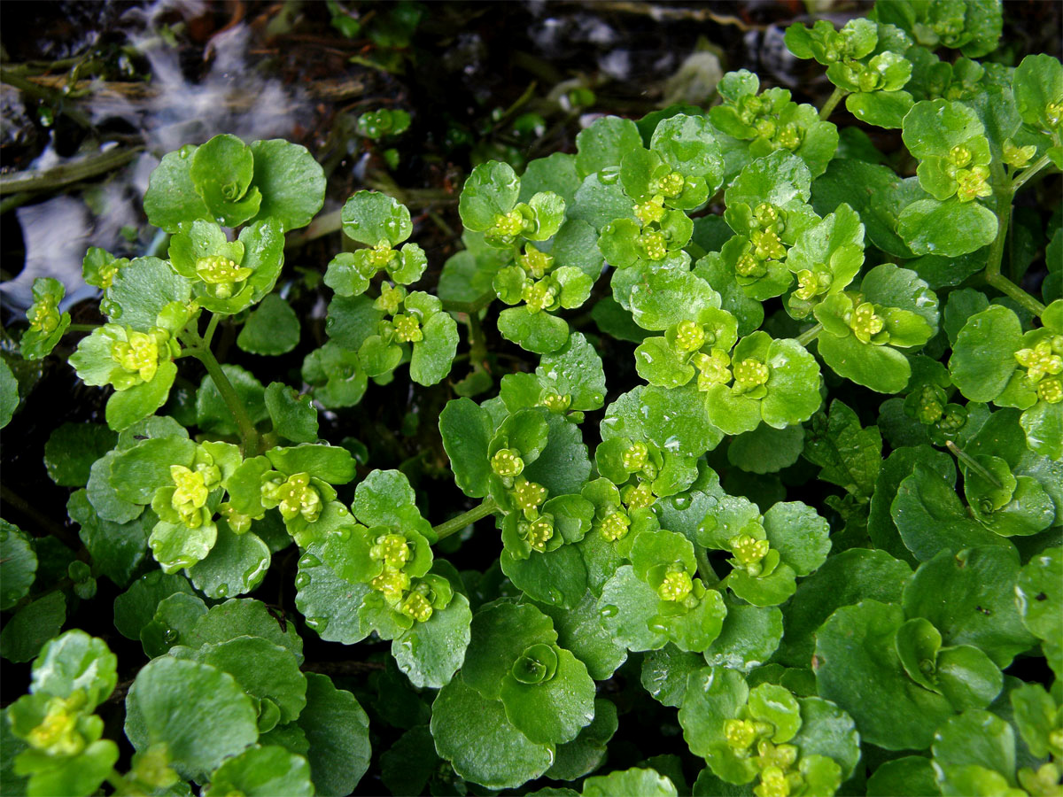 Mokrýš vstřícnolistý (Chrysosplenium oppositifolium L.)