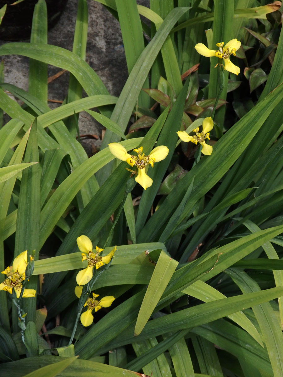 Neomarica longifolia (Link & Otto) Sprague