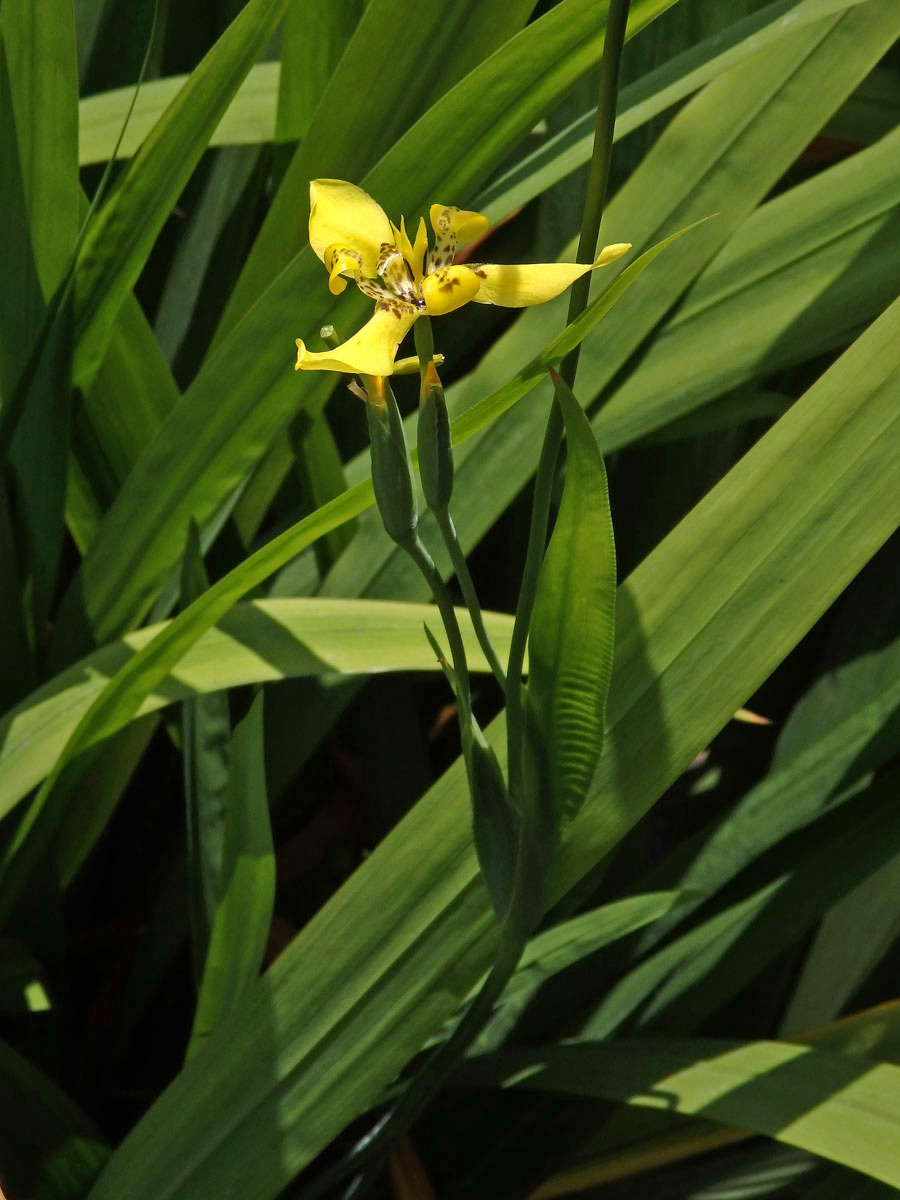 Neomarica longifolia (Link & Otto) Sprague