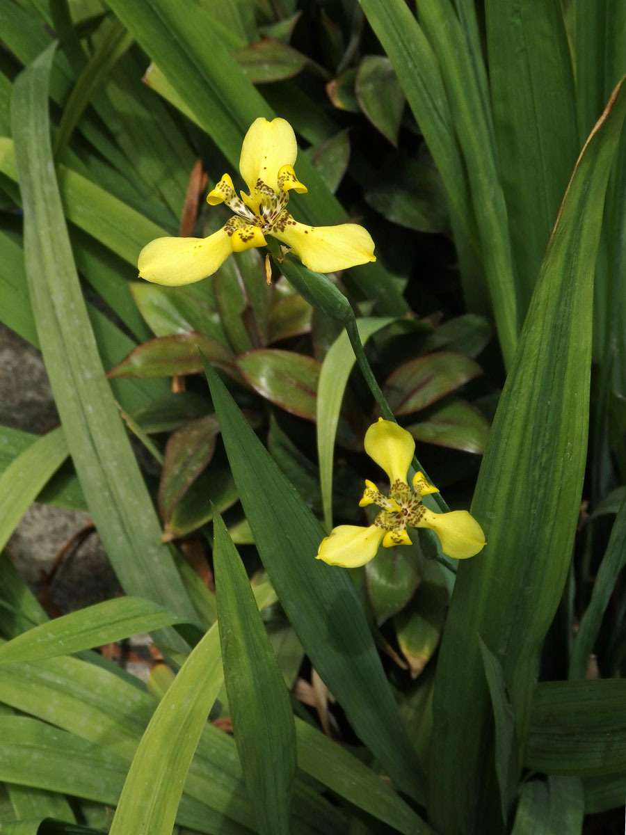 Neomarica longifolia (Link & Otto) Sprague