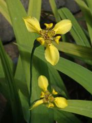 Neomarica longifolia (Link & Otto) Sprague