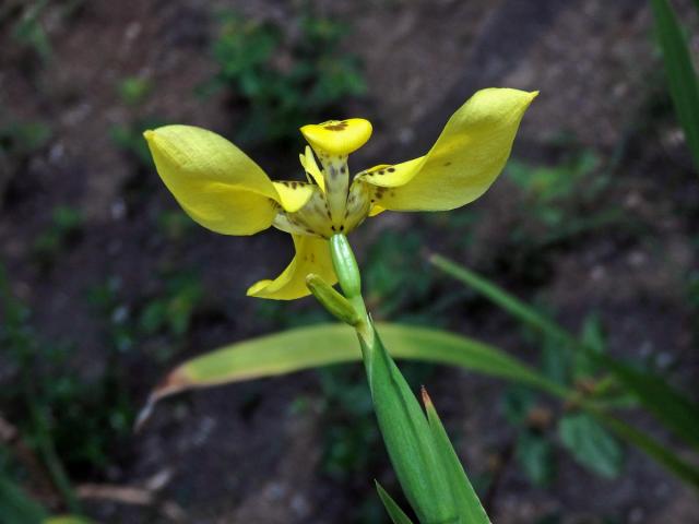 Neomarica longifolia (Link & Otto) Sprague