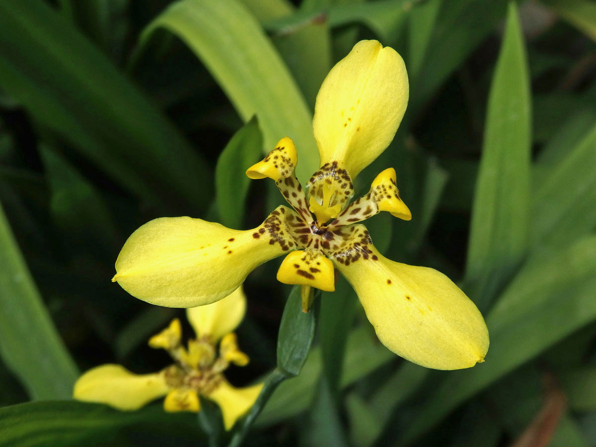 Neomarica longifolia (Link & Otto) Sprague