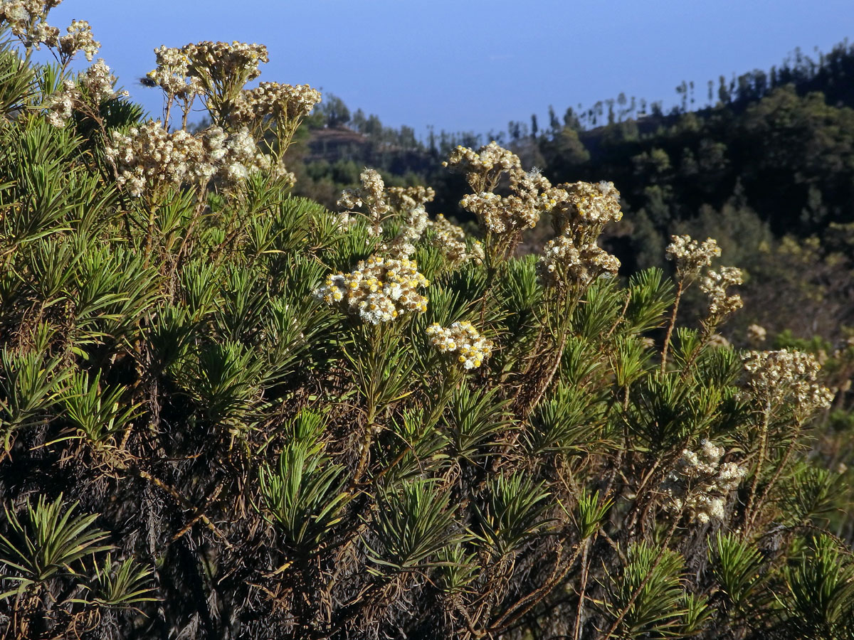 Plesnivka (Anaphalis javanica (DC.) Sch. Bip.)