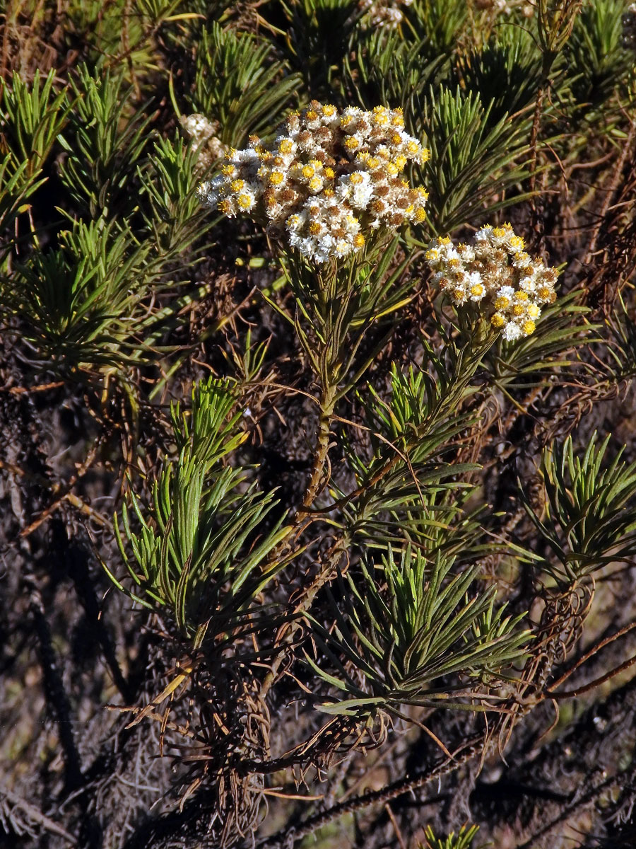 Plesnivka (Anaphalis javanica (DC.) Sch. Bip.)