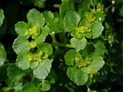 Mokrýš vstřícnolistý (Chrysosplenium oppositifolium L.)