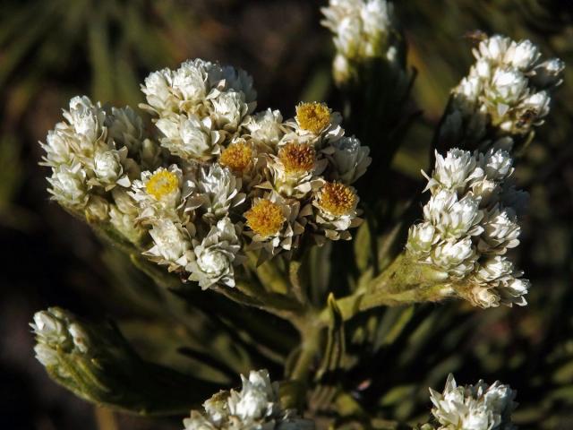 Plesnivka (Anaphalis javanica (DC.) Sch. Bip.)