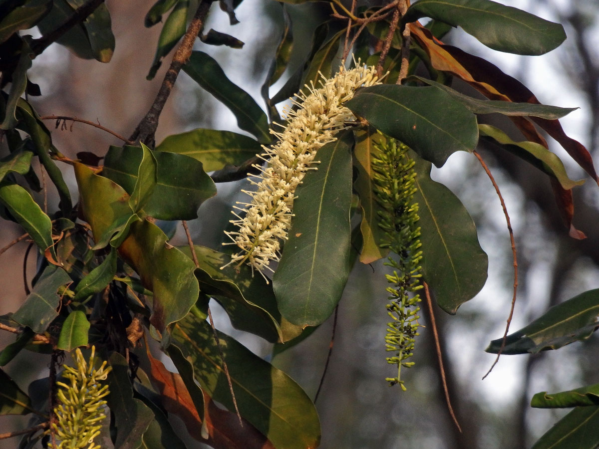 Macadamia integrifolia Maiden & Betche