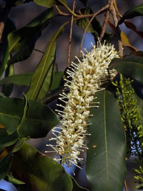 Macadamia integrifolia Maiden & Betche