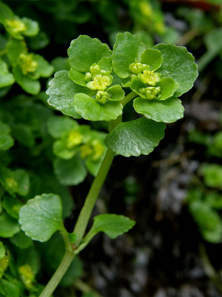 Mokrýš vstřícnolistý (Chrysosplenium oppositifolium L.)