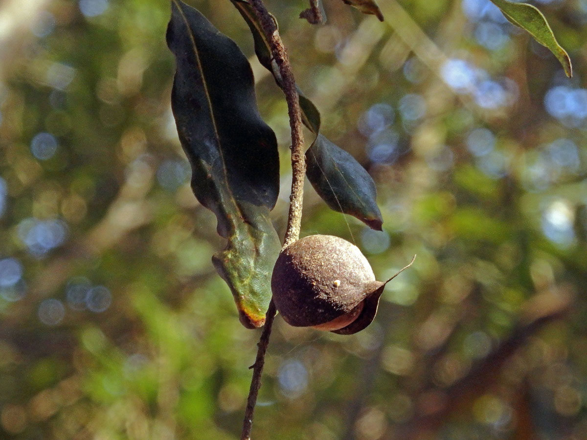 Macadamia integrifolia Maiden & Betche