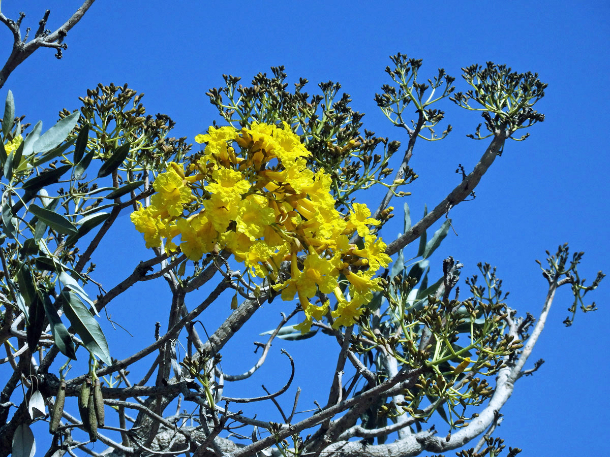 Tabebuia aurea (Manso) Benth. & Hook. f. ex S. Moore