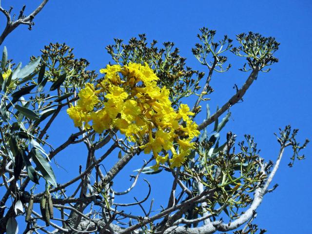 Tabebuia aurea (Manso) Benth. & Hook. f. ex S. Moore