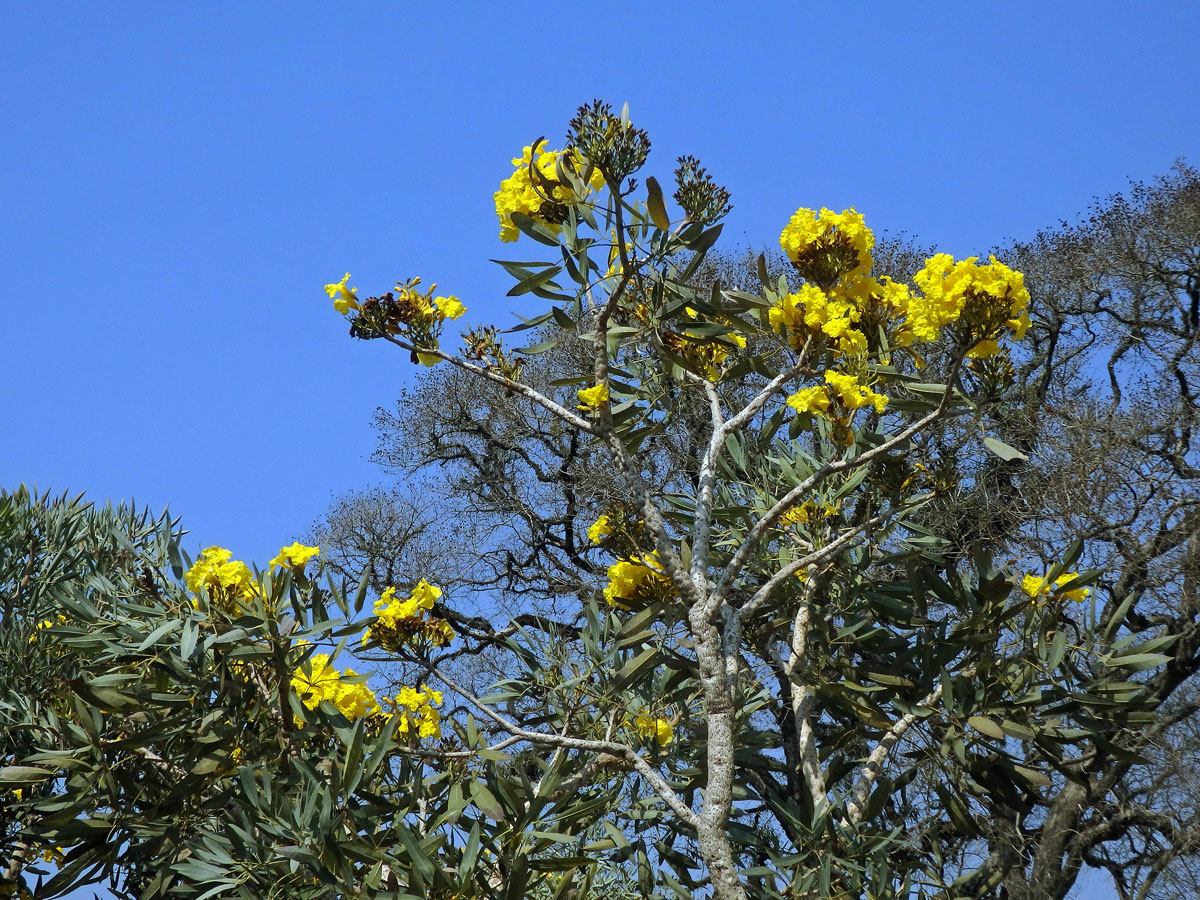 Tabebuia aurea (Manso) Benth. & Hook. f. ex S. Moore