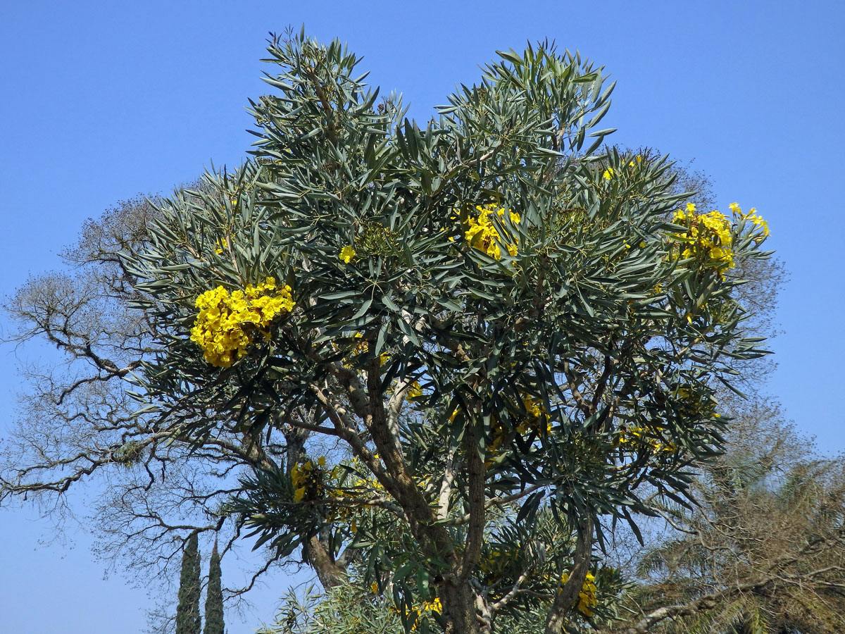 Tabebuia aurea (Manso) Benth. & Hook. f. ex S. Moore