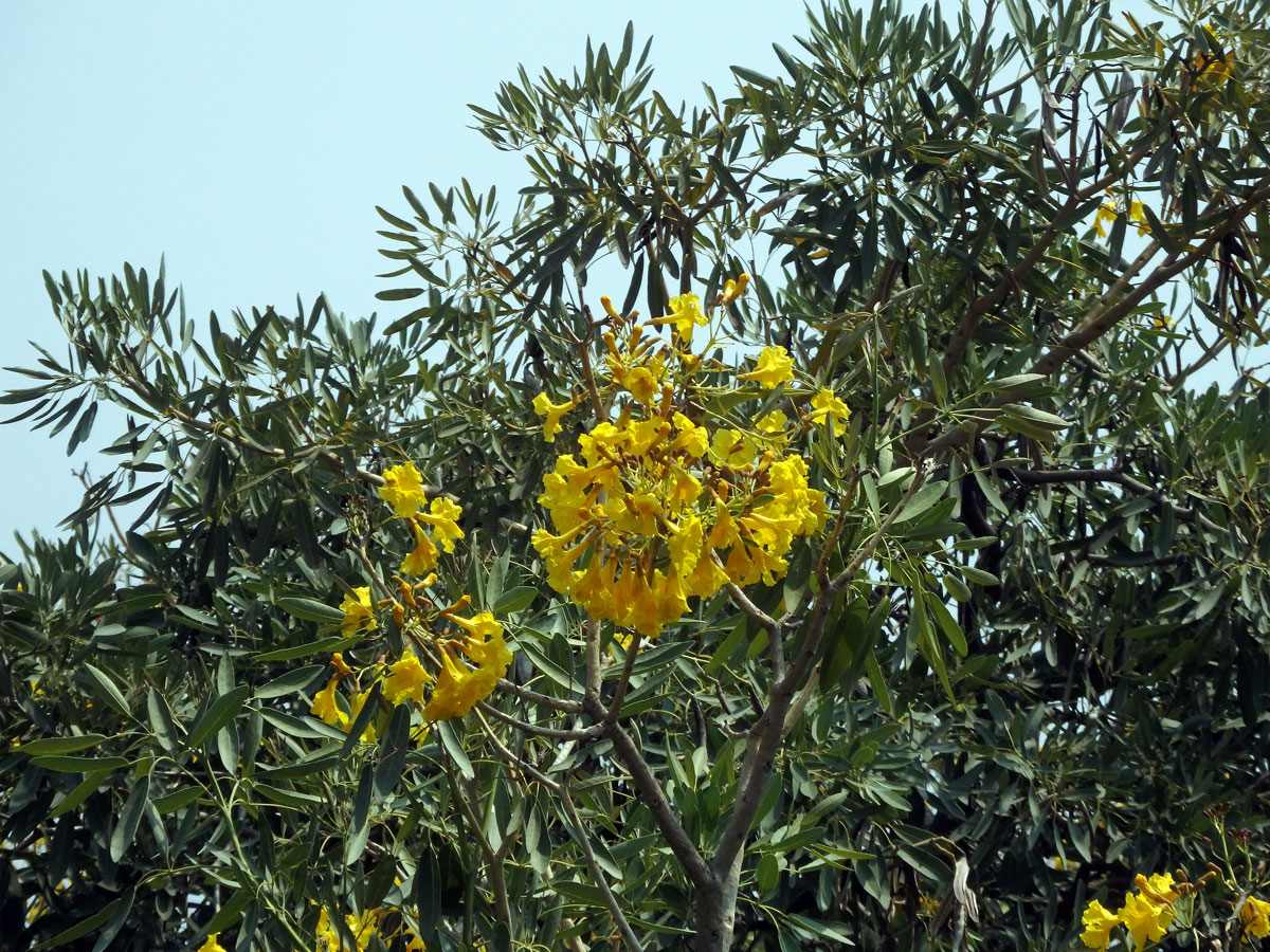 Tabebuia aurea (Manso) Benth. & Hook. f. ex S. Moore