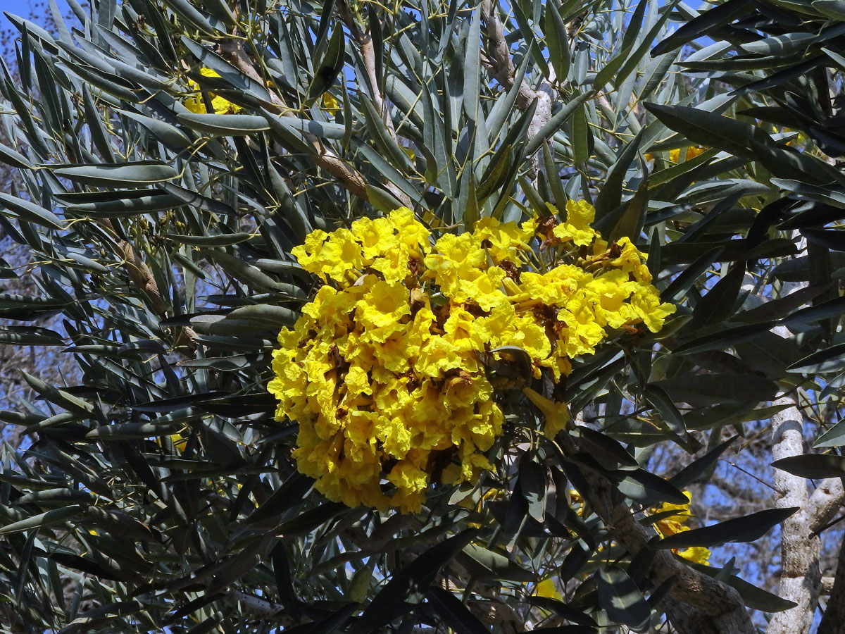 Tabebuia aurea (Manso) Benth. & Hook. f. ex S. Moore