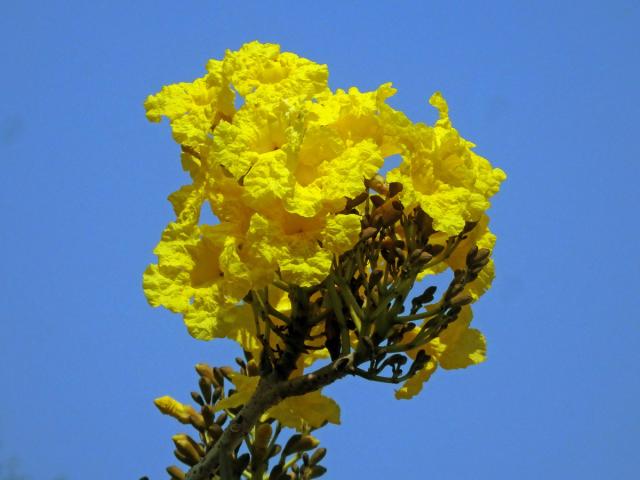 Tabebuia aurea (Manso) Benth. & Hook. f. ex S. Moore