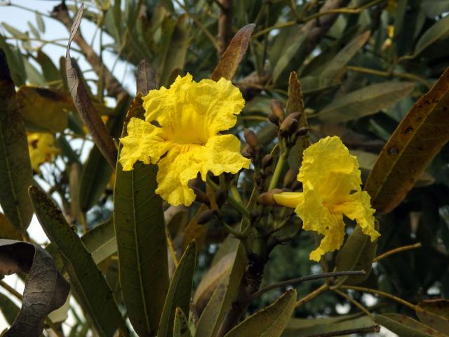 Tabebuia aurea (Manso) Benth. & Hook. f. ex S. Moore