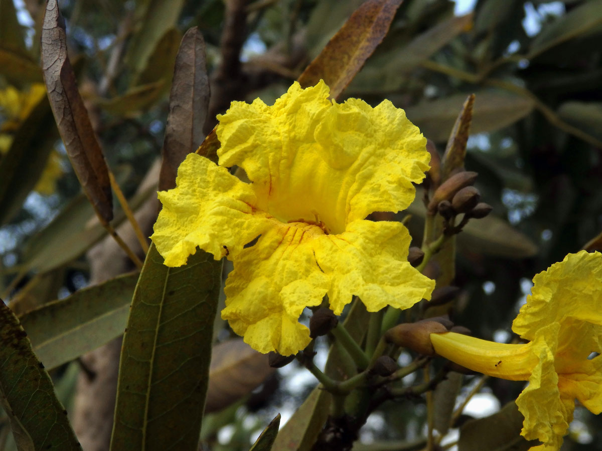 Tabebuia aurea (Manso) Benth. & Hook. f. ex S. Moore