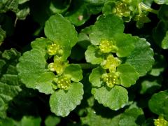 Mokrýš vstřícnolistý (Chrysosplenium oppositifolium L.)