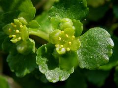 Mokrýš vstřícnolistý (Chrysosplenium oppositifolium L.)