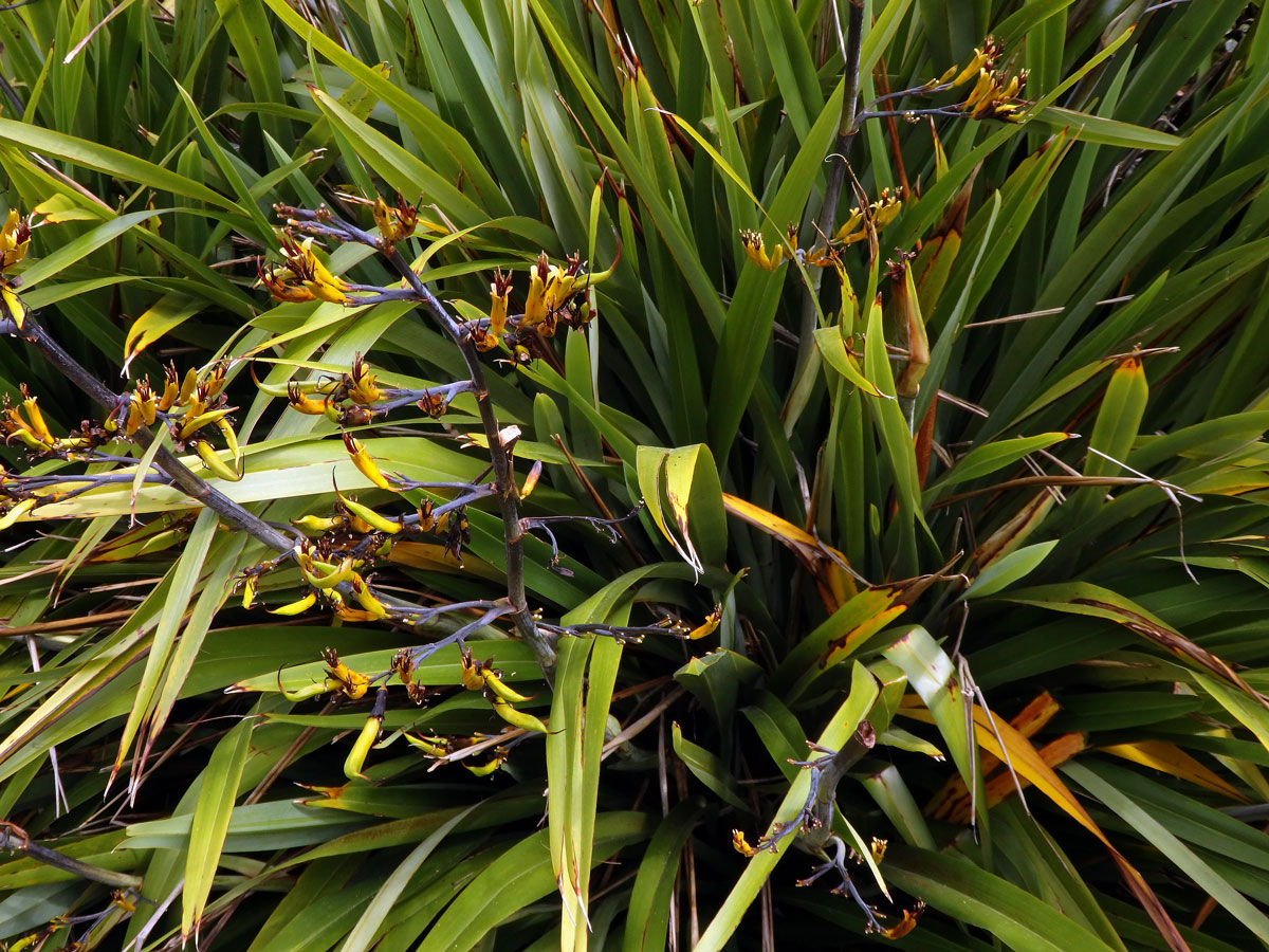 Lenovník (Phormium colensoi Hook. f.)