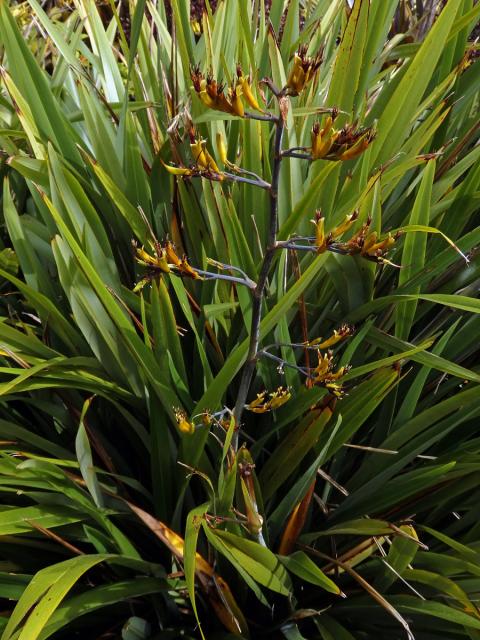 Lenovník (Phormium colensoi Hook. f.)