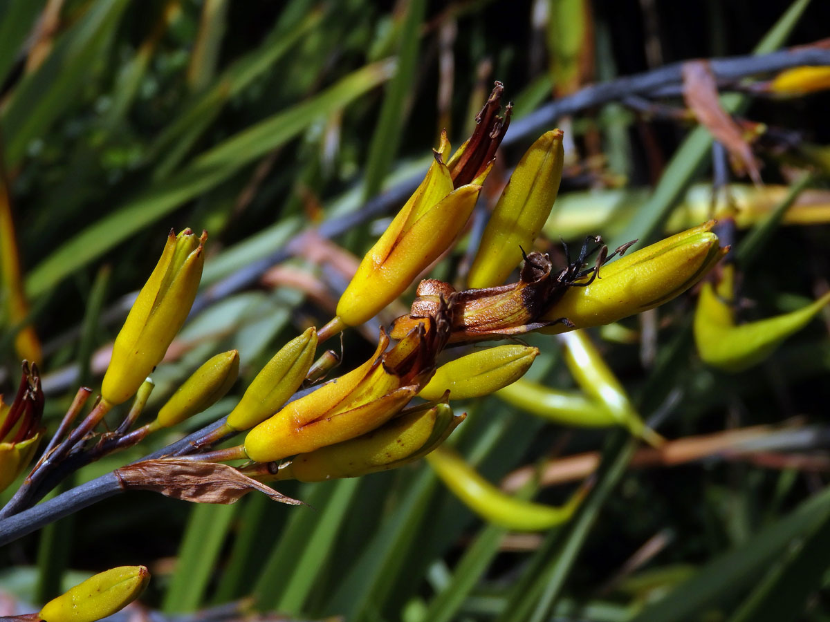 Lenovník (Phormium colensoi Hook. f.)