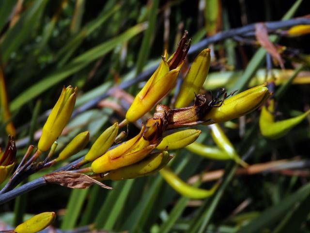 Lenovník (Phormium colensoi Hook. f.)