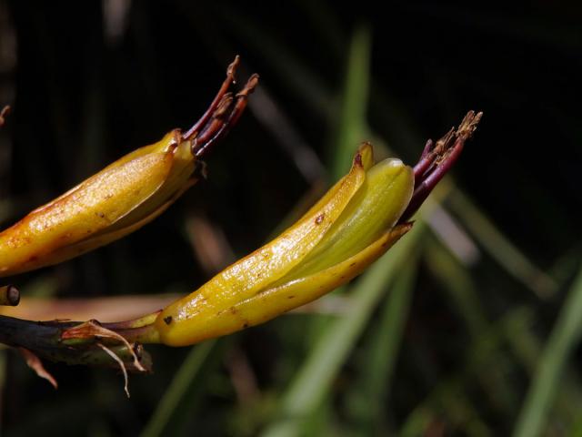 Lenovník (Phormium colensoi Hook. f.)