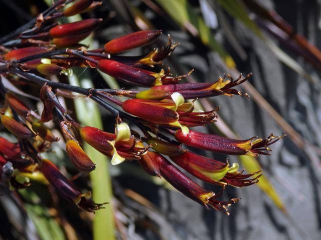 Lenovník (Phormium colensoi Hook. f.)