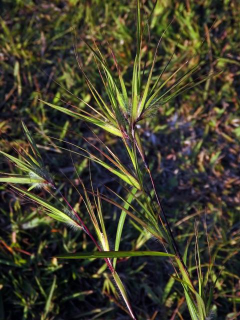 Themeda arguens (L.) Hack.