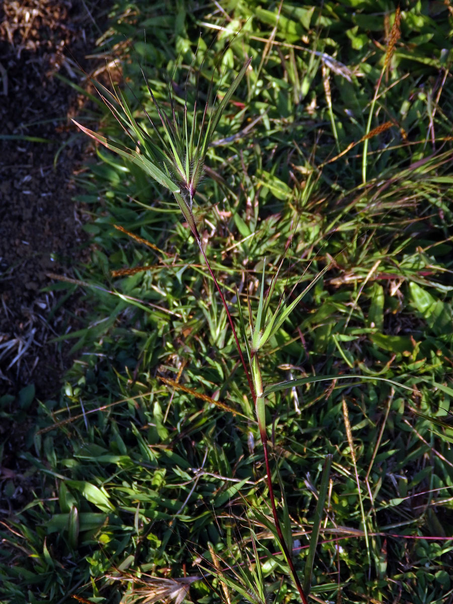 Themeda arguens (L.) Hack.