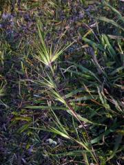 Themeda arguens (L.) Hack.