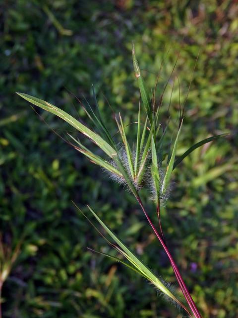 Themeda arguens (L.) Hack.