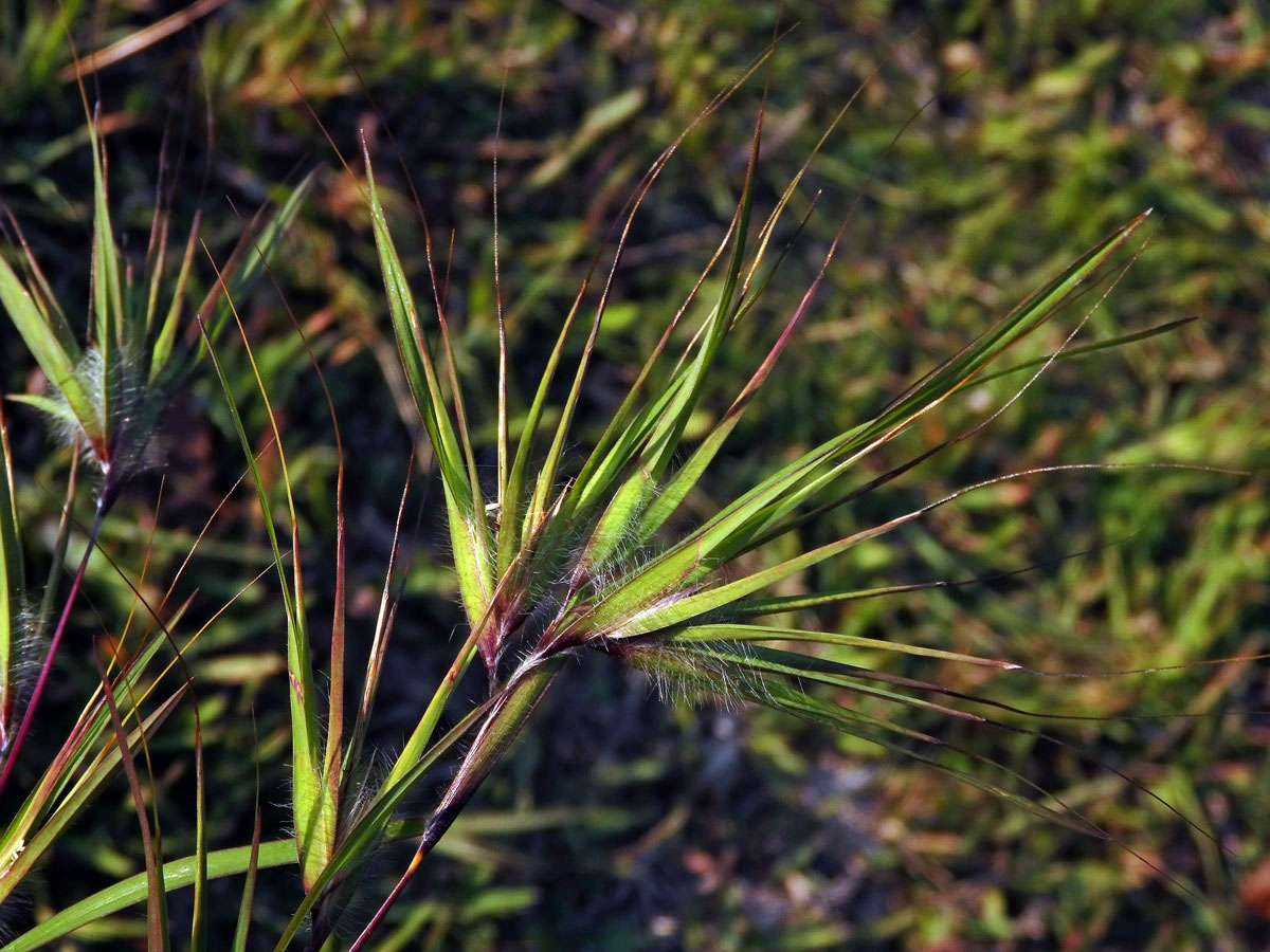 Themeda arguens (L.) Hack.