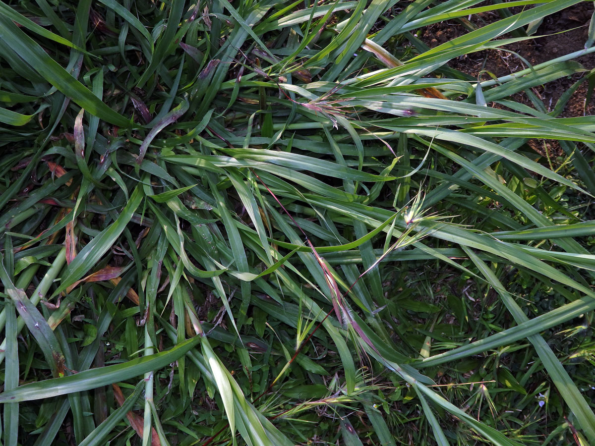 Themeda arguens (L.) Hack.