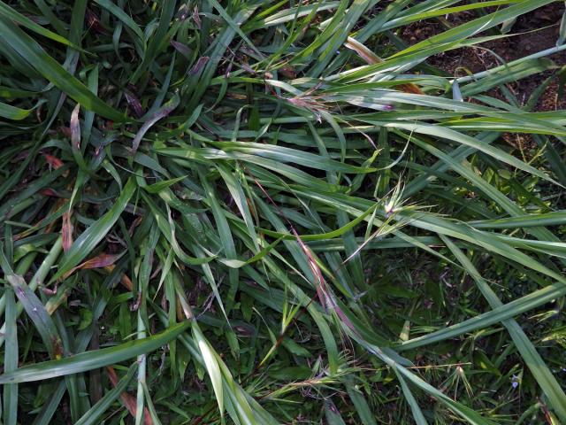 Themeda arguens (L.) Hack.