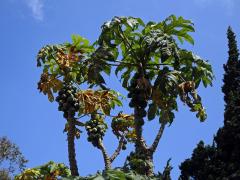 Papája (Carica pubescens (A. DC.) Solms-Laub.)