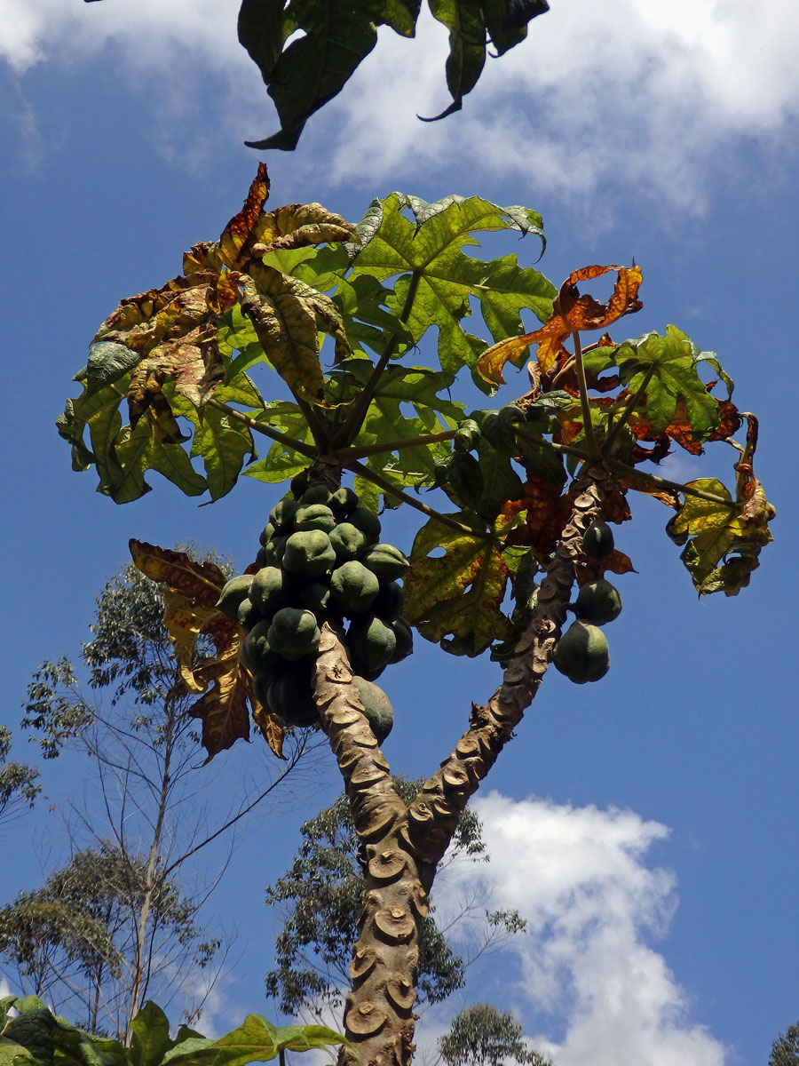 Papája (Carica pubescens (A. DC.) Solms-Laub.)