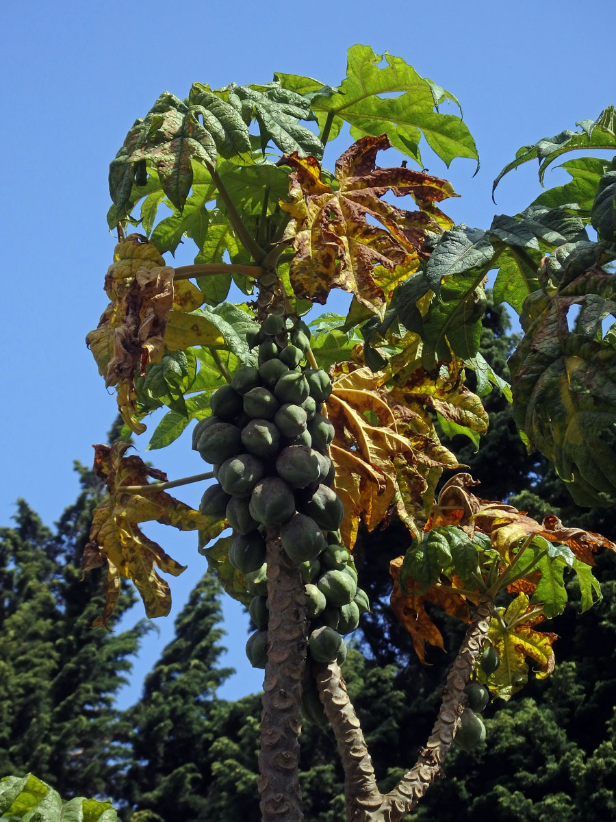 Papája (Carica pubescens (A. DC.) Solms-Laub.)