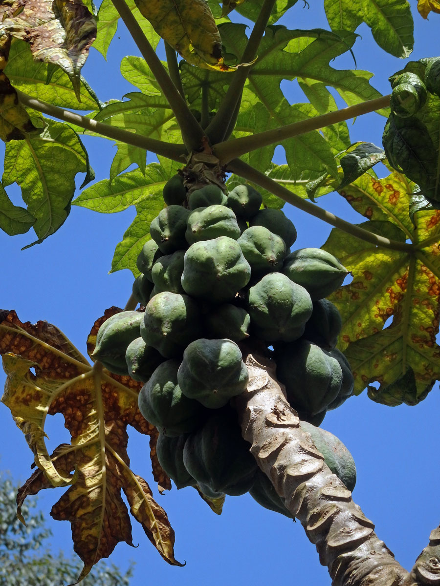 Papája (Carica pubescens (A. DC.) Solms-Laub.)