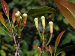 Hřebíčkovec kořenný (Syzygium aromaticum (L.) Merr. & Perry)