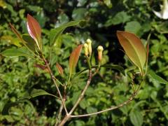 Hřebíčkovec kořenný (Syzygium aromaticum (L.) Merr. & Perry)