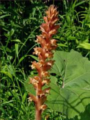 Záraza (Orobanche L.)