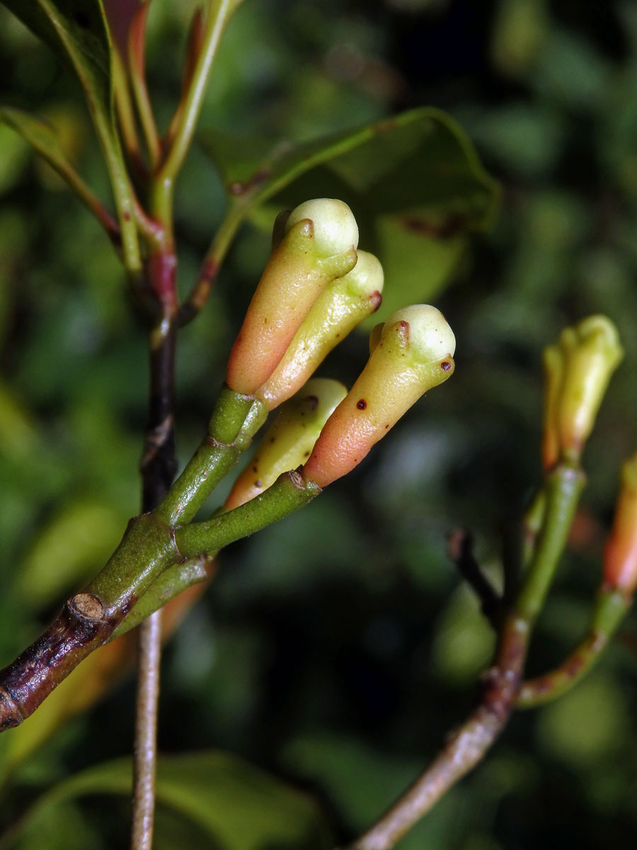 Hřebíčkovec kořenný (Syzygium aromaticum (L.) Merr. & Perry)