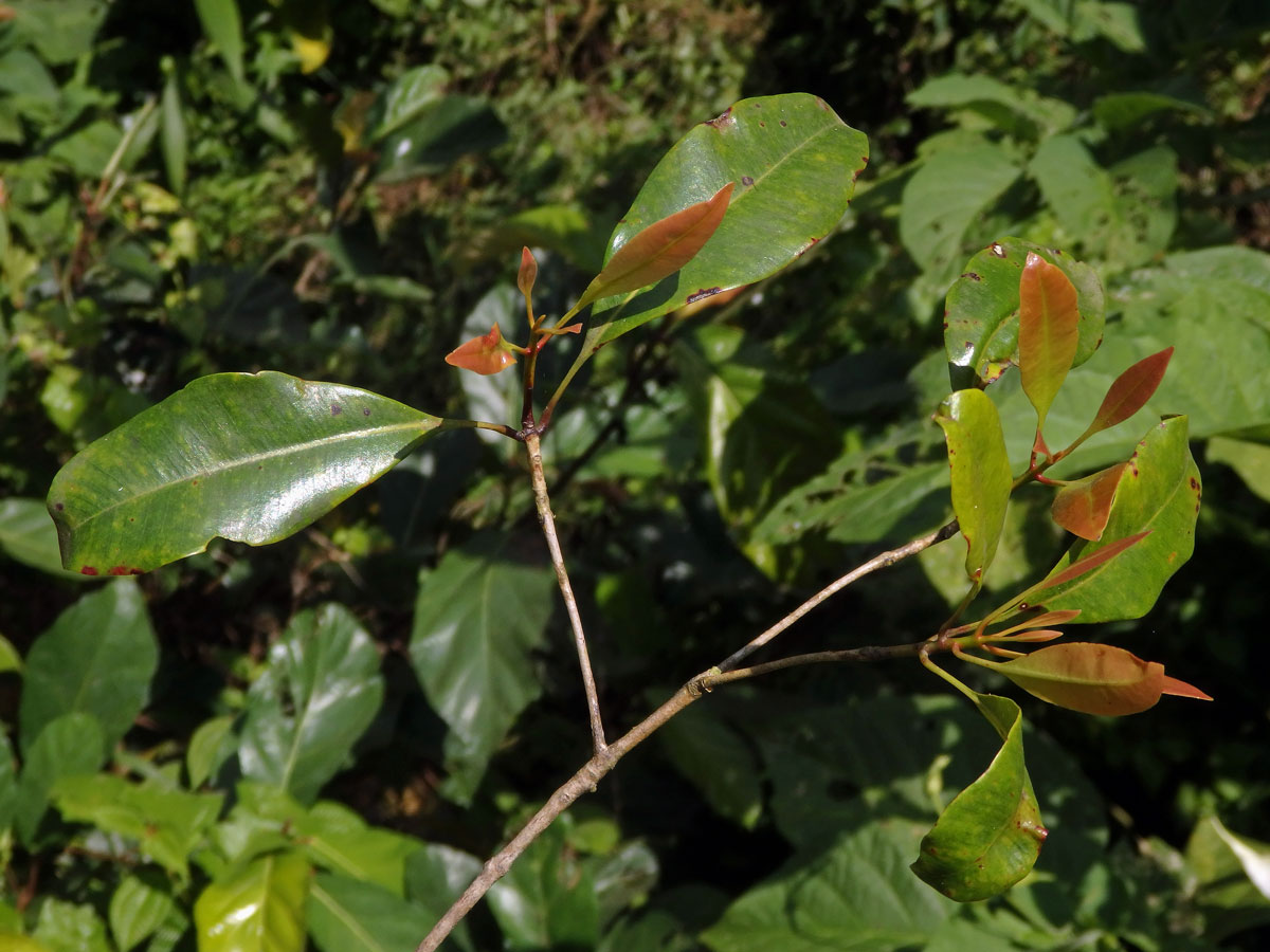 Hřebíčkovec kořenný (Syzygium aromaticum (L.) Merr. & Perry)