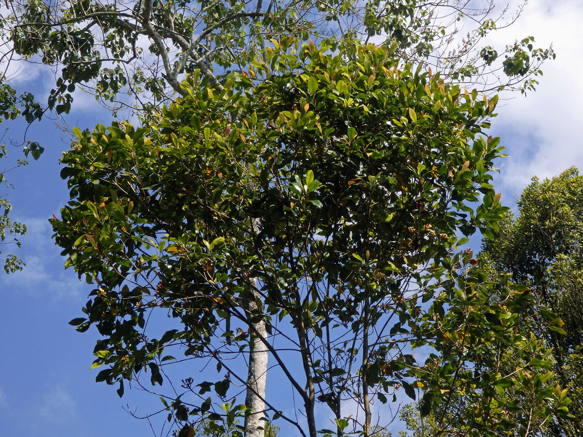 Hřebíčkovec kořenný (Syzygium aromaticum (L.) Merr. & Perry)